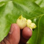 Madhuca Longifolia flower. It is part of a traditional Indian food. Wine is made from it. Its other names madhuka, mahuwa, mahua, mahwa, mohulo, Iluppai and vippa chettu. It is found in summer season.